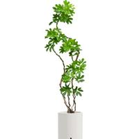 临雅鸭脚木大棵办公室客厅大型绿植盆栽除甲醛1.5-1.7m吸水盆源头直发