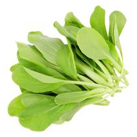 北蔬 鸡毛菜种子苗四季速生春季菜籽 卓脆全季鸡毛菜种子10g约2500粒