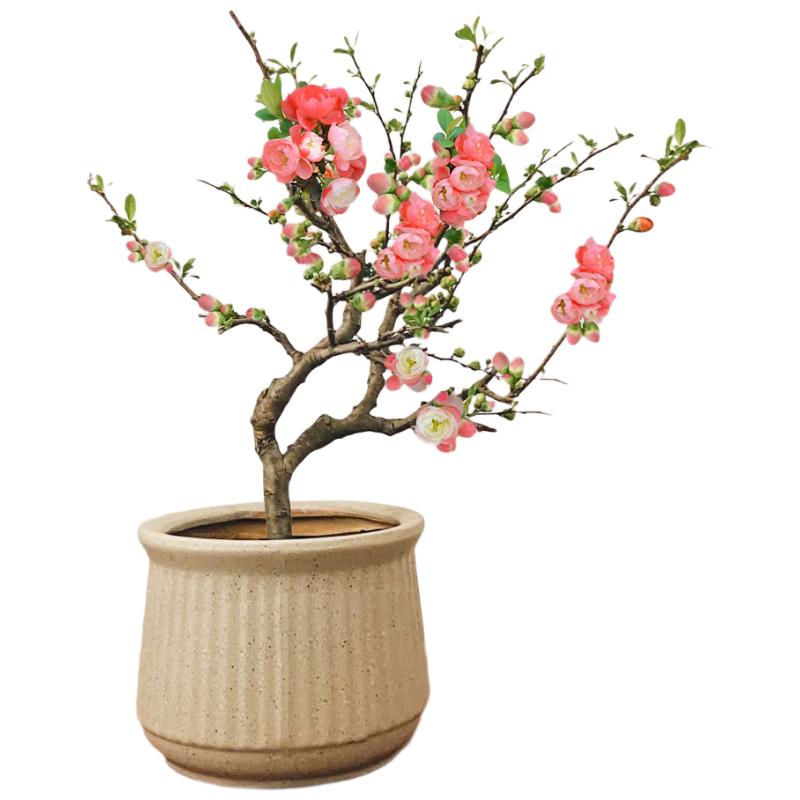 花行榜盆栽树苗盆景绿植物室内花卉(6年2.5cm老桩)精品红玉海棠源头直发