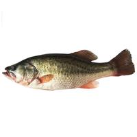 品鲜肴淡水鱼生态淡水鲈鱼无小刺河鲈鱼渔民现捕鲜活鱼现杀淡水海鲜水产 750-800g（净膛前重量） 现杀1条