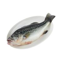 品鲜肴淡水鱼生态淡水鲈鱼无小刺河鲈鱼渔民现捕鲜活鱼现杀淡水海鲜水产 900g(净膛前重量) 现杀1条预定