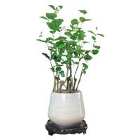开时果 茉莉花盆栽浓香型 花卉植物桌面绿植好养盆景摆件源头直发 茉莉花+雪梨盆+圆底座