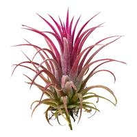 创享绿洲空气凤梨无土养护创意绿植送植物办公室桌面鲜活多肉盆栽摆件 红精灵(裸株不带盆) 空气凤梨