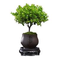 创享绿洲小叶赤楠带陶瓷花盆景植物办公室内四季花卉客厅绿植盆栽摆件好养 赤楠+静字盆+苔藓+圆底座
