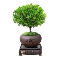 创享绿洲小叶赤楠带陶瓷花盆景植物办公室内四季花卉客厅绿植盆栽摆件好养 赤楠+舍得盆+苔藓+方底座