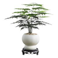 八芽文竹盆栽室内办公室桌面绿植花卉四季常青好养盆景 文竹-月光双球盆-密胺托盘 带盆栽好