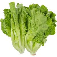 种菜记 蔬菜种子大全快菜生菜鸡毛菜种籽四季南方小青菜春季阳台蔬菜孑 意大利生菜种子10克