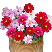 左家花园 混色波斯菊盆栽花卉种子波斯菊矮杆管状混色四季易种 波斯菊矮杆混色10克约1000粒