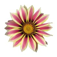 左家花园勋章菊种子菊花籽景观花卉花海种春波秋播四季播种 易种 勋章菊混色1克约450粒