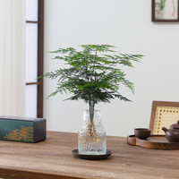 八芽文竹盆栽懒人水培植物客厅室内桌面好养四季好养发财树绿植吸甲醛 文竹-波浪瓶-密胺托盘 含盆