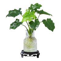 八芽文竹盆栽懒人水培植物客厅室内桌面好养四季好养发财树绿植吸甲醛 春羽-波浪瓶-密胺托盘 含盆