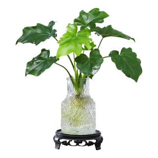 八芽 文竹盆栽懒人水培植物客厅室内桌面好养四季好养发财树绿植吸甲醛 春羽-波浪瓶-密胺托盘 含盆