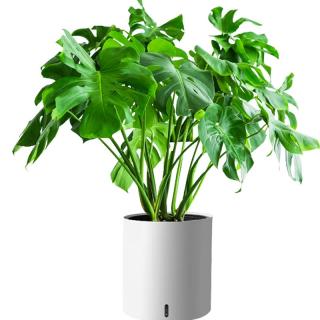 植男植女 龟背竹大型绿植盆栽净化空气寓意好四季常青办公家居装饰源头直发