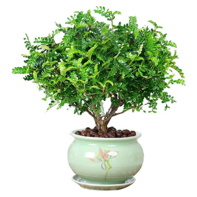 开时果 胡椒木盆栽清香型 桌面植物苗防驱蚊草绿植盆景源头直发 【6年大苗】不规则白瓷盆+肥料