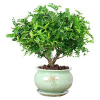 开时果 胡椒木盆栽清香型 桌面植物苗防驱蚊草绿植盆景源头直发 【6年大苗】不规则白瓷盆+肥料