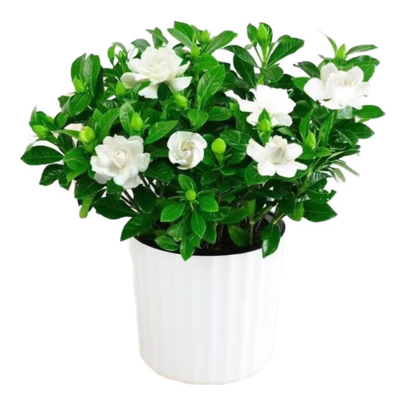 泰西丝栀子花盆栽花卉绿植室内观花植物 120#栀子花+浪琴纹盆 源头直发