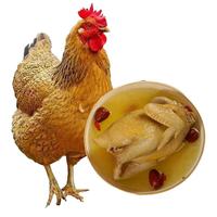 岽鲜黄油老母鸡2.5斤 散养老母鸡500天龄走地鸡新鲜冷冻土鸡 源头直发