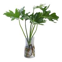 壹植春羽水培植物盆栽室内客厅办公室桌面水养花卉龟背竹春雨好养绿植 精品水培春羽/40-50cm1棵-送养液
