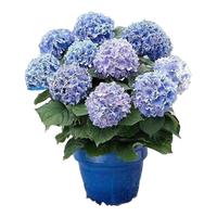 急兔 绣球花苗无尽夏盆栽阳台植物四季种大八仙花花卉品种绣球花苗