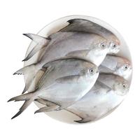 龙味福银鲳鱼新鲜海捕银鲳鱼白鲳舟山银鲳鱼金鲳鱼平鱼深海鱼 4斤精品鲳鱼 活鱼急冻锁鲜