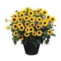 壹植光辉岁月向日葵盆栽活苗带花苞室内客厅阳台花卉植物庭院四季好养 光辉岁月向日葵小盆11cm1盆 带盆栽好