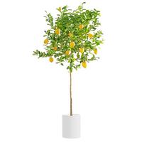 临雅的花园香水柠檬树苗盆栽可结果树苗可食用大型绿植室内客厅四季好养植物 柠檬树1.2-1.4米+白色圆柱盆