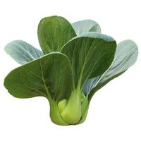 寿禾油菜种子矮脚上海青梗菜蔬菜小白菜快菜春季寿光蔬种籽四季青菜 港翠四季上海青种子1000粒