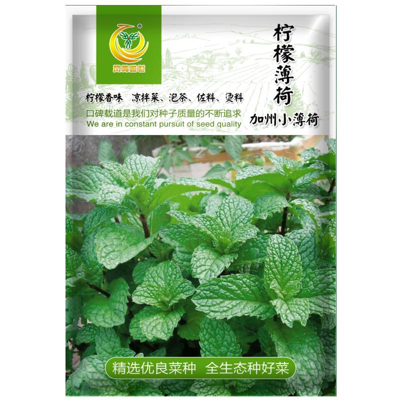 凤鸣雅世  食用薄荷种子多年生驱蚊草种子特菜香薄荷四季播种阳台盆栽菜 柠檬薄荷种子10克约2万粒