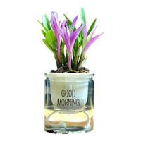 艾莹七彩香水石斛兰花四季开花好养绿植浓香型石斛室内植物花卉盆栽 3苗七彩石斛年底开花配懒人盆
