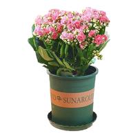 沭之美 长寿花绿植观花室内盆栽 长寿花粉色+0.5塑料加仑盆 源头直发