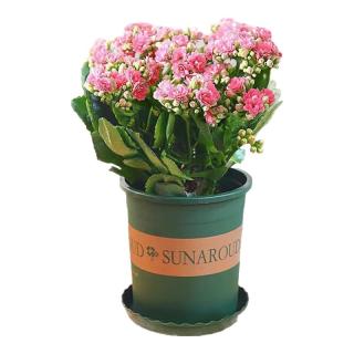 沭之美 长寿花绿植观花室内盆栽 长寿花粉色+0.5塑料加仑盆 源头直发