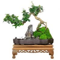 瀚林怡景福建茶盆景山水假山石造型植物室内客厅办公室桌面绿植盆栽摆件 山水盆景-福建茶