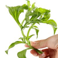 种菜记 蔬菜种子大全快菜生菜鸡毛菜种籽四季南方小青菜春季阳台蔬菜孑 水晶冰菜种子约2000粒