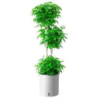 植男植女富贵椰子客厅绿植散尾葵大型绿植凤尾竹室内盆栽夏威夷竹源头直发