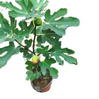 滨淇果树苗无花果苗当年结果波姬红南北方种植苗1厘米粗1棵源头直发