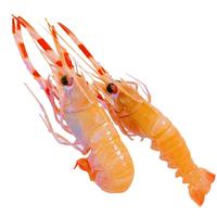 鲜喜利舟山海鳌虾新鲜野生深海鳌虾刺身甜虾大螯虾鲜活船冻国产东海熬虾 1000g(净重)  5-7cm【36—46只/斤 】