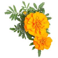 寿禾 万寿菊种子种苗大花四季种植花卉 矮秆混色万寿菊种子8g约2400粒