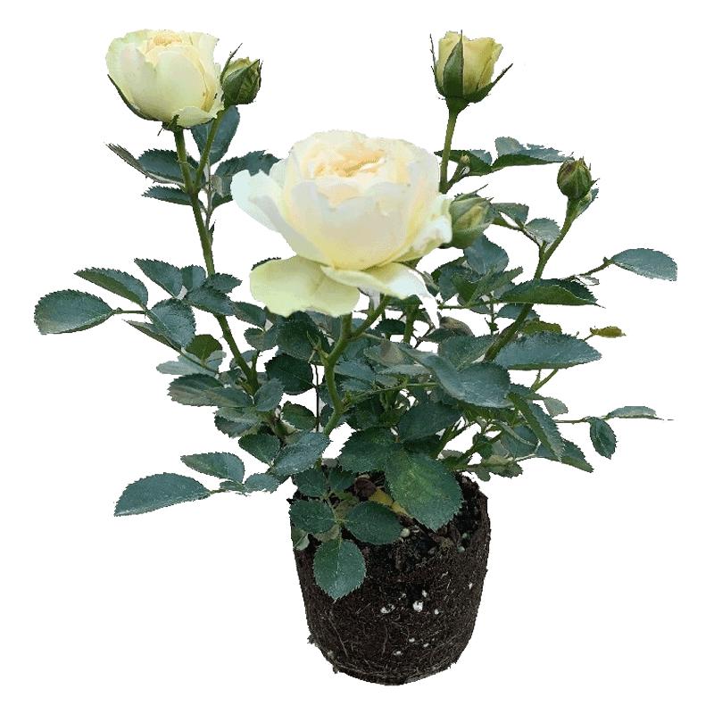 玫瑰花苗特大花带花苞花卉绿植物室内外阳台盆栽蔷薇月季四季开花