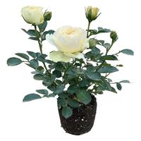 玫瑰花苗特大花带花苞花卉绿植物室内外阳台盆栽蔷薇月季四季开花