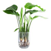 花翁水培鹤望兰绿植盆栽室内花卉植物 天堂鸟3株40-50cm【配灰U形瓶】