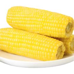 京鲜生 东北小糯九黄糯玉米150g*10棒 真空包装黏玉米棒 源头直发