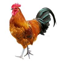 浪阁鲜散养土公鸡3.5斤 走地鸡土鸡大公鸡新鲜现杀整只鸡肉生鲜源头直发 土公鸡 净重3.5斤
