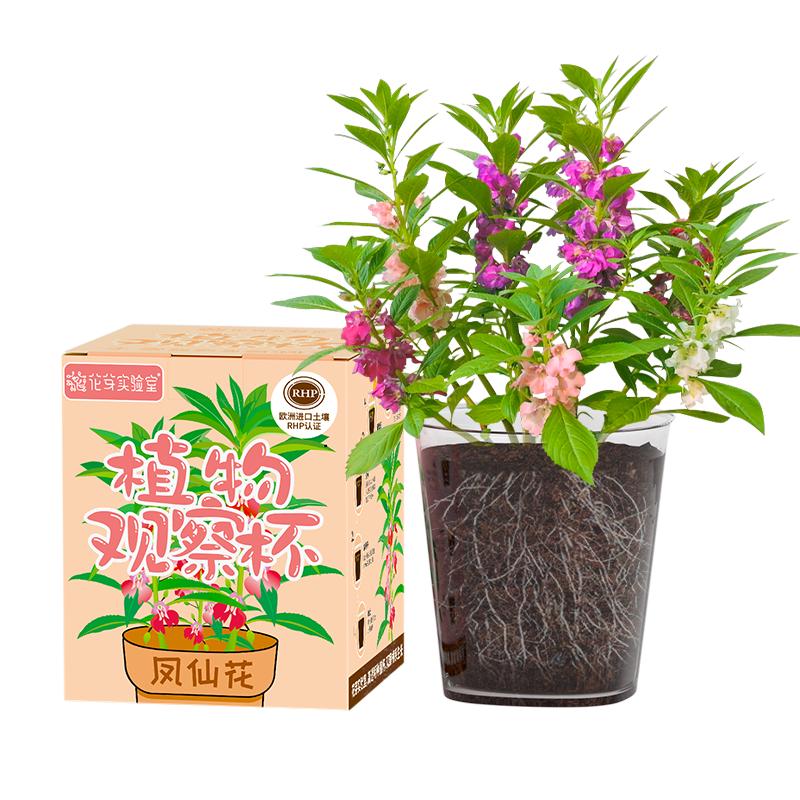 IAM City Farmer凤仙花 儿童植物观察杯 科学课植物种植盆栽根系生长观察10036 【老师】凤仙花观察杯