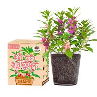 IAM City Farmer凤仙花 儿童植物观察杯 科学课植物种植盆栽根系生长观察10036 【老师】凤仙花观察杯