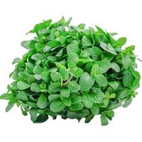 左家花园 薄荷种子盆栽留兰香薄荷籽多年生香草种子可食用绿薄荷 留兰香薄荷2克约1000粒