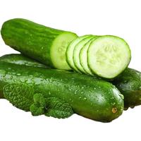 京觅山东荷兰水果黄瓜 生鲜蔬菜 净含量4.5斤 单果60g+ 源头直发