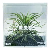 创享绿洲空气凤梨无土养护创意绿植送植物办公室桌面鲜活多肉盆栽摆件 黑凤梨(绿精灵) 空气凤梨