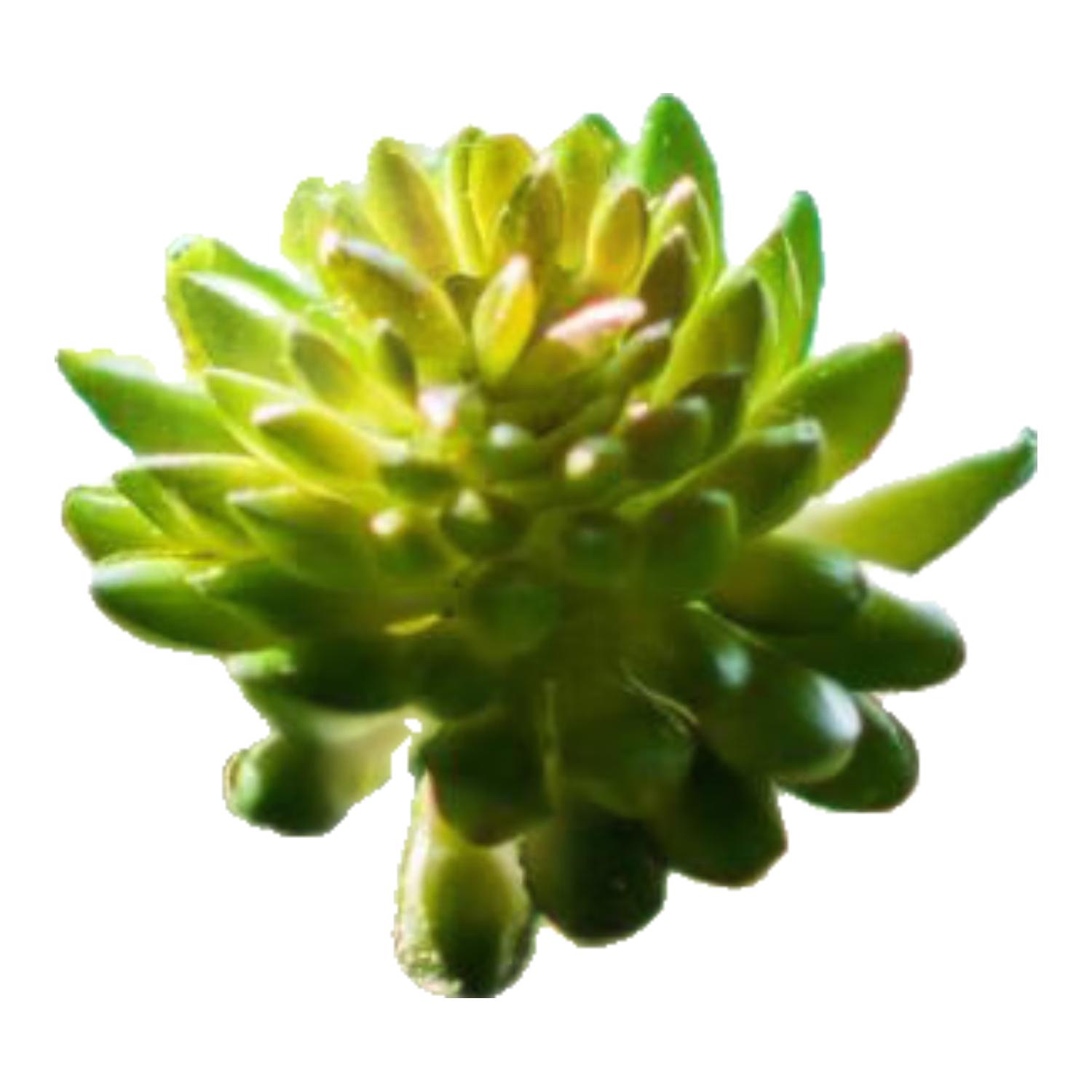 掬涵仿真多肉植物石竹装饰小绿植桌面摆件墙室内造景插花假花北欧客厅 春色纯绿