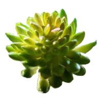 掬涵仿真多肉植物石竹装饰小绿植桌面摆件墙室内造景插花假花北欧客厅 春色纯绿