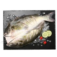 钓鱼记斑点叉尾鮰鱼1斤-1.3斤/条 二去清江鮰鱼 江团 烤鱼红烧 生鲜 鱼 净重1条1斤多*3条【淡水养殖】